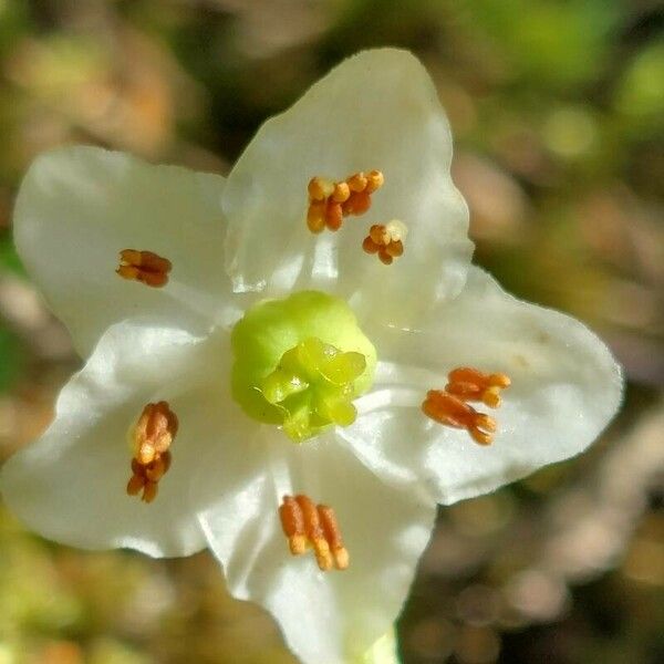 Moneses uniflora Flower