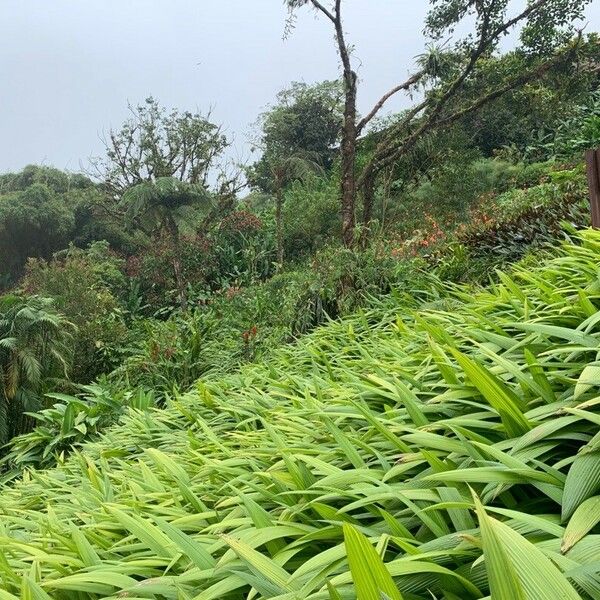 Setaria palmifolia Fulla