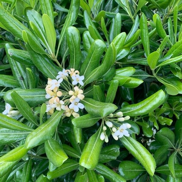 Pittosporum heterophyllum Blüte