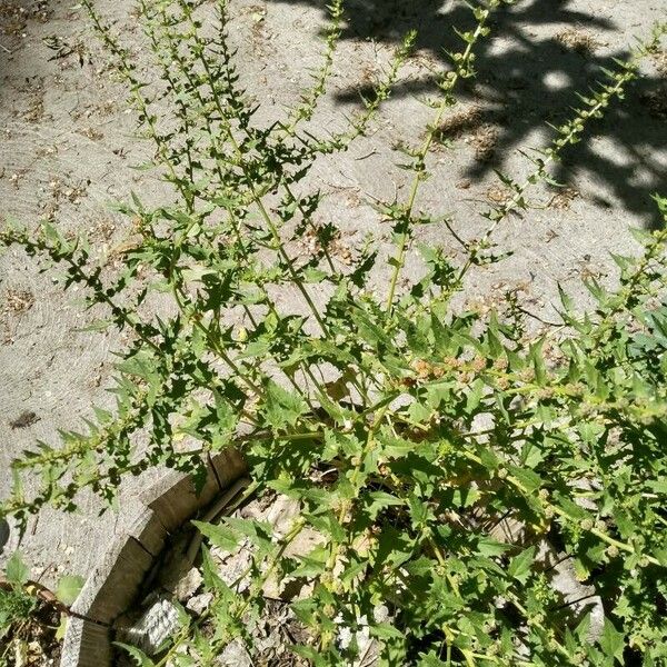 Blitum capitatum عادت