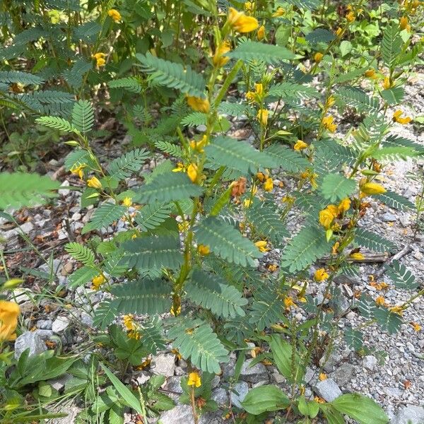 Chamaecrista fasciculata Hábitos