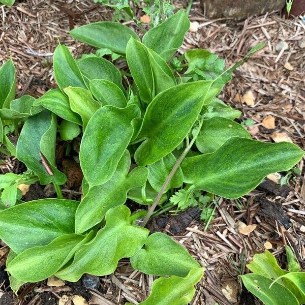 Calla palustris List