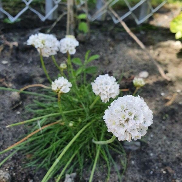 Armeria arenaria Blomst