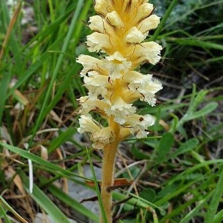 Orobanche amethystea Kvet