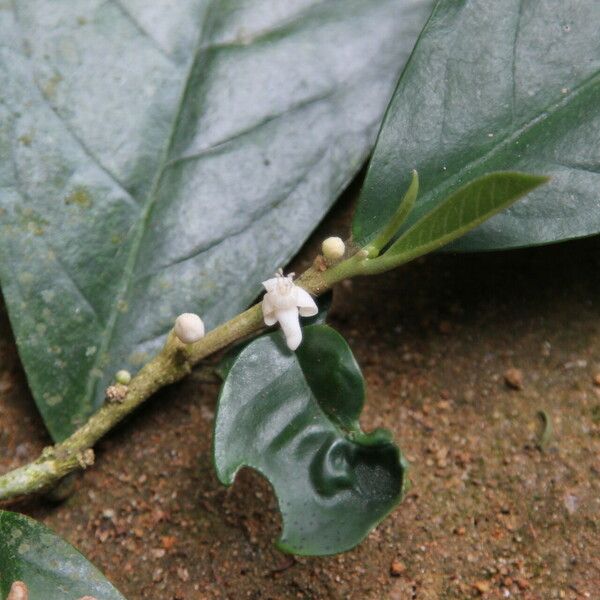 Octolepis casearia Flower