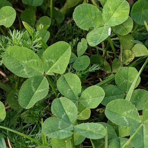 Trifolium repens Feuille