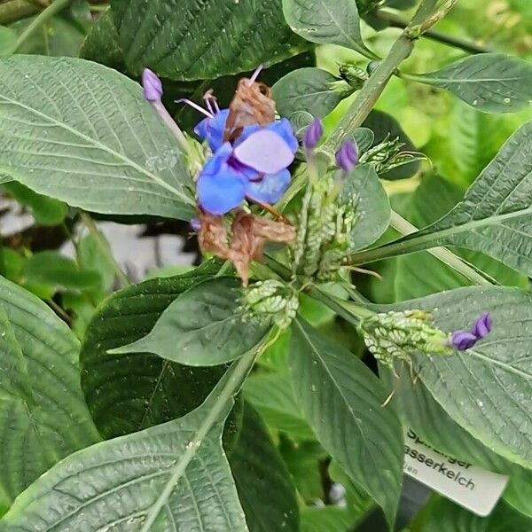 Eranthemum pulchellum Цвят