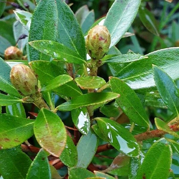 Rhododendron hirsutum Çiçek