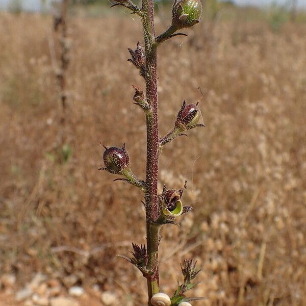 Verbascum blattaria Fruit