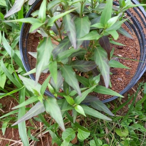 Dianthera pectoralis Leaf