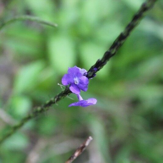 Stachytarpheta urticifolia Flower