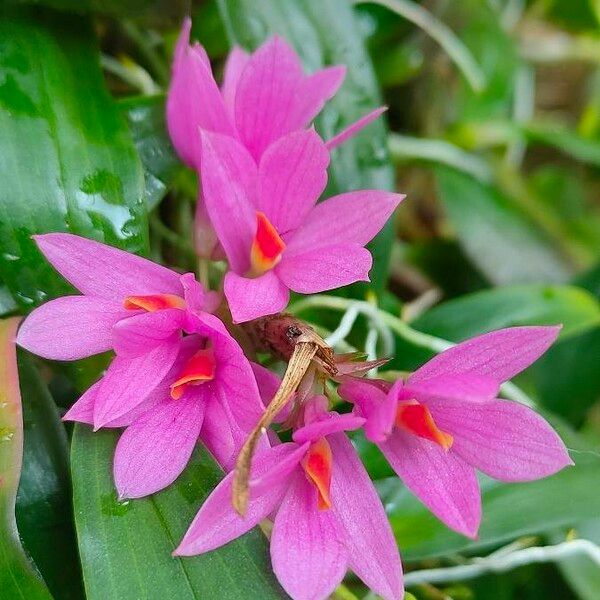 Dimerandra emarginata Fiore