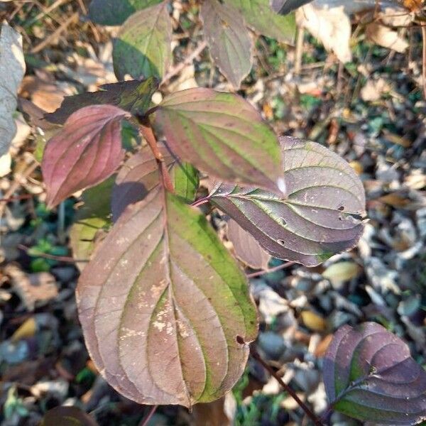 Cornus sanguinea Лист