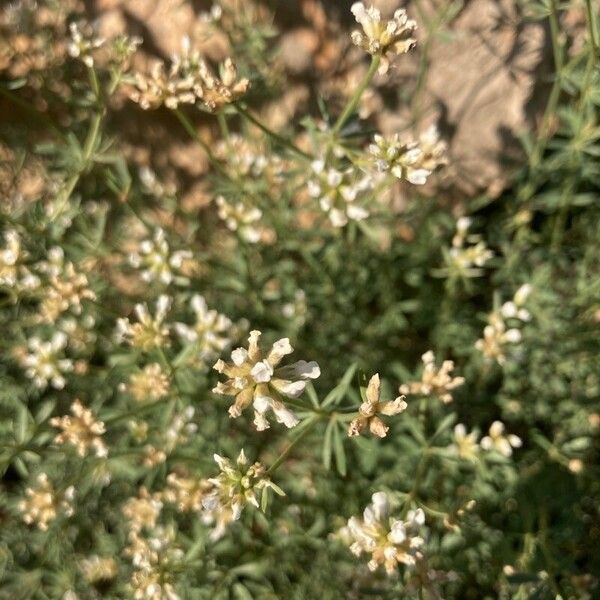 Dorycnium pentaphyllum ফুল