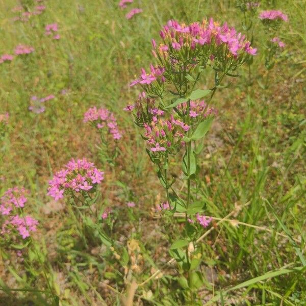 Centaurium erythraea Corteza