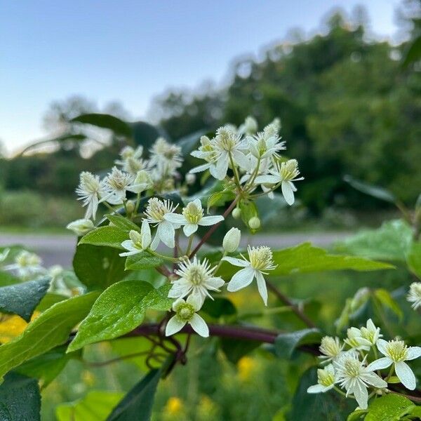 Clematis virginiana Fiore