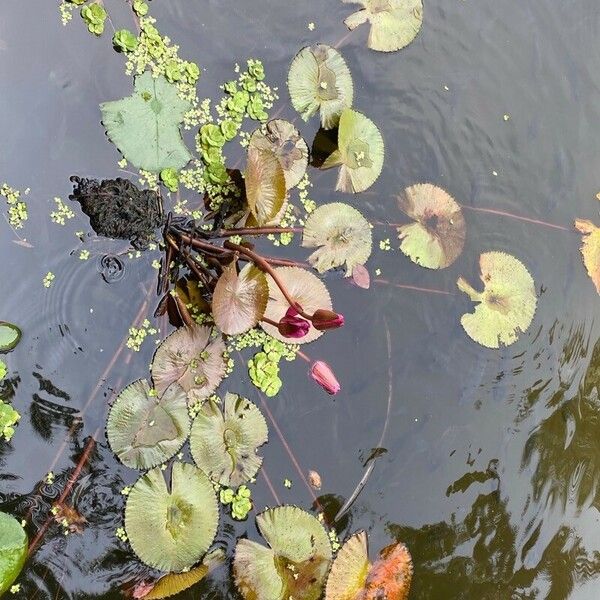 Nymphaea lotus Inny