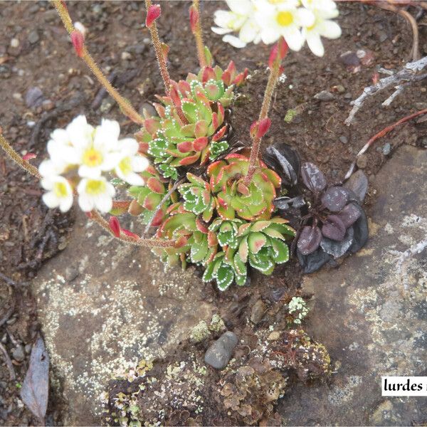 Saxifraga paniculata Lehti