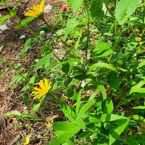 Buphthalmum salicifolium Žiedas