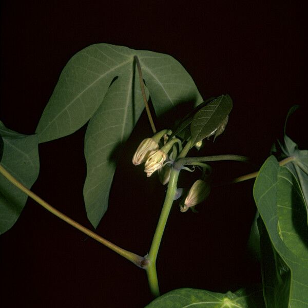 Manihot carthagenensis 花