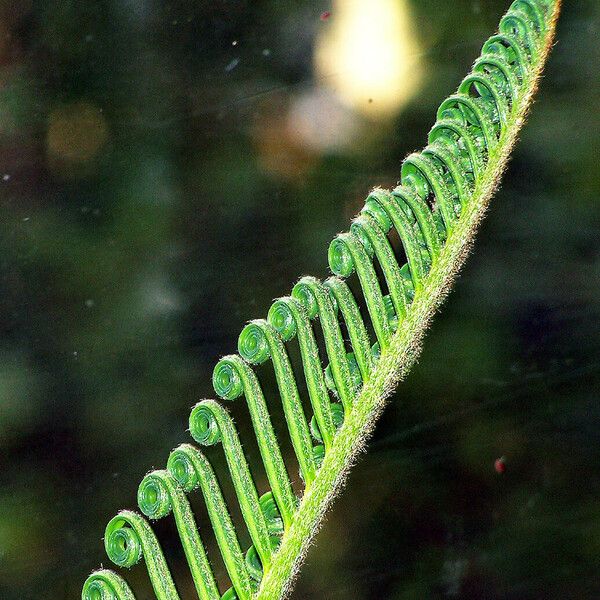 Cycas revoluta Blad