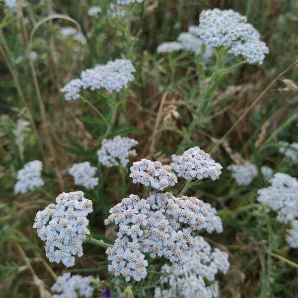 Achillea millefolium Kvet