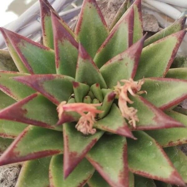 Echeveria agavoides Leht