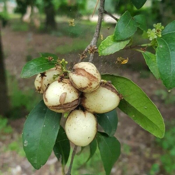 Elaeodendron croceum Fruit