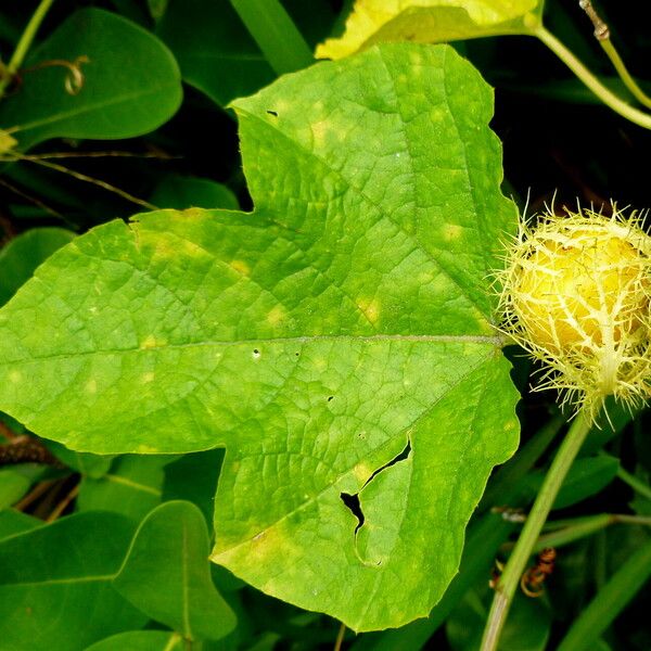 Passiflora foetida 葉