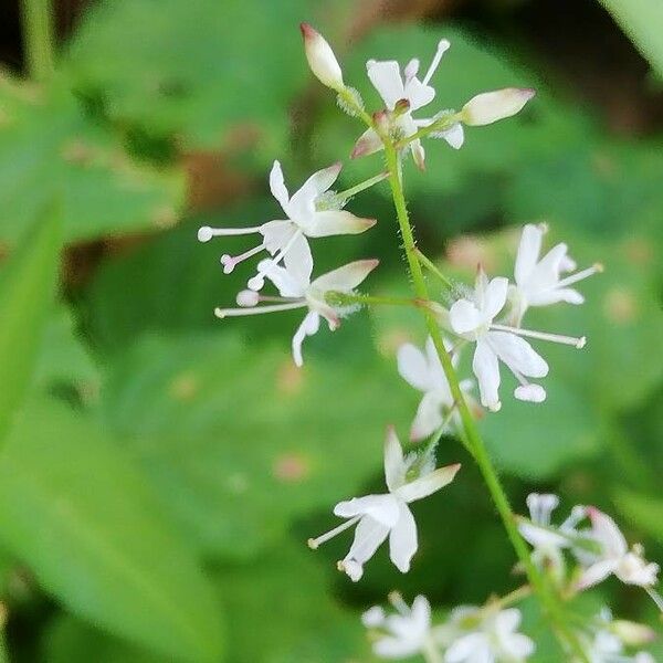 Circaea alpina 花