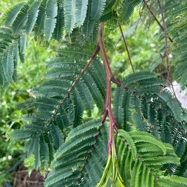 Calliandra houstoniana पत्ता