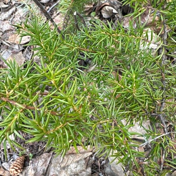 Juniperus communis Hostoa