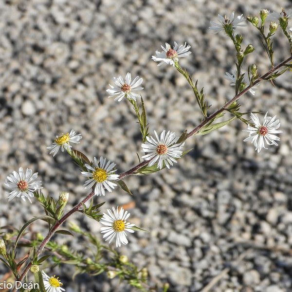 Symphyotrichum pilosum 花