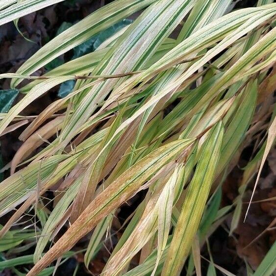 Hakonechloa macra Φύλλο