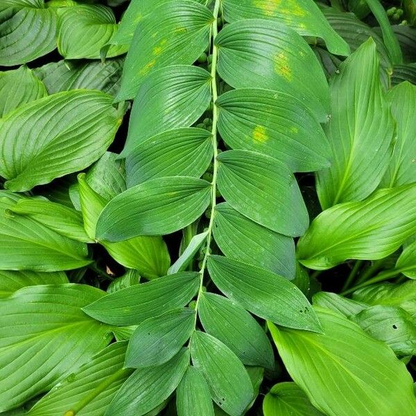 Polygonatum biflorum Blad