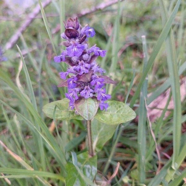 Ajuga reptans Blodyn