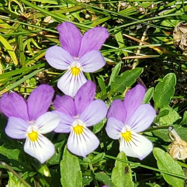 Viola tricolor Flor