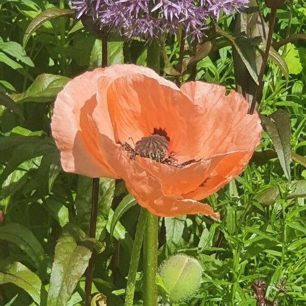 Papaver orientale Virág