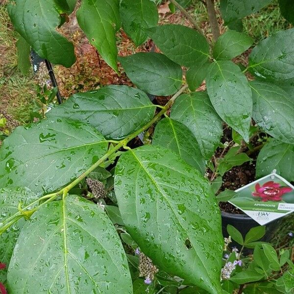 Calycanthus floridus Leaf