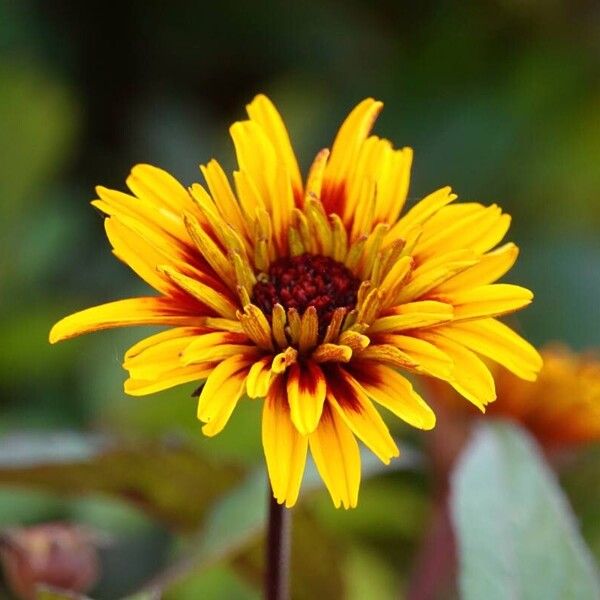 Heliopsis helianthoides Іншае