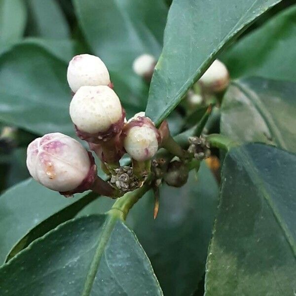 Citrus × aurantiifolia Flower