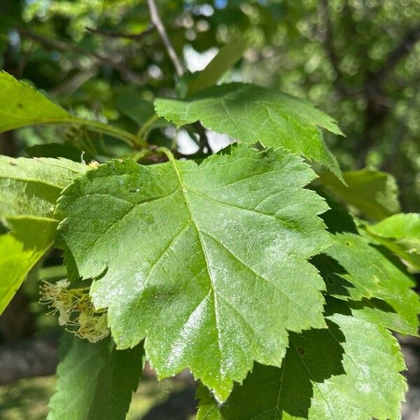 Crataegus douglasii Leaf