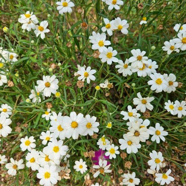 Melampodium leucanthum Blomst