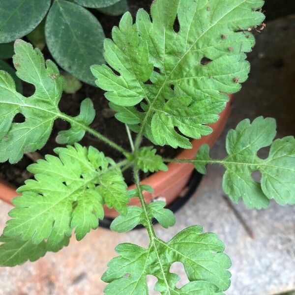 Parthenium hysterophorus Лист