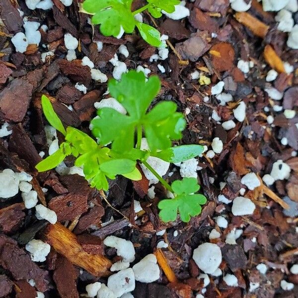 Petroselinum crispum 葉