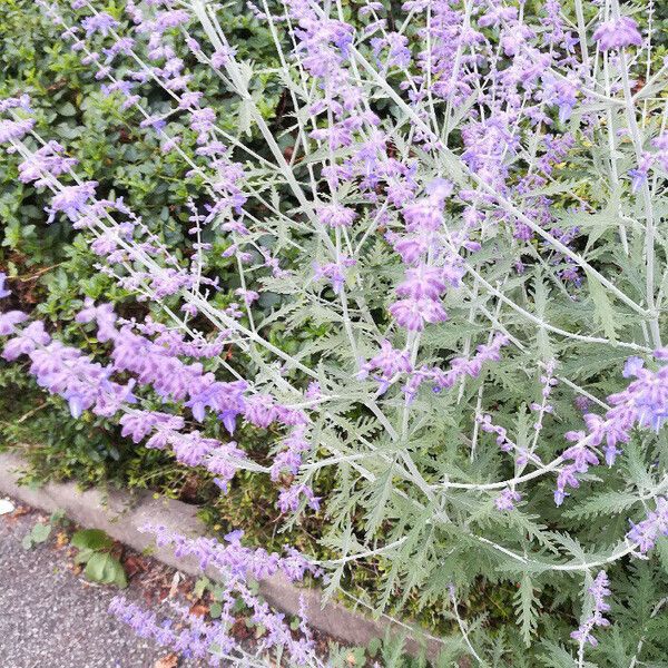 Perovskia atriplicifolia Fiore