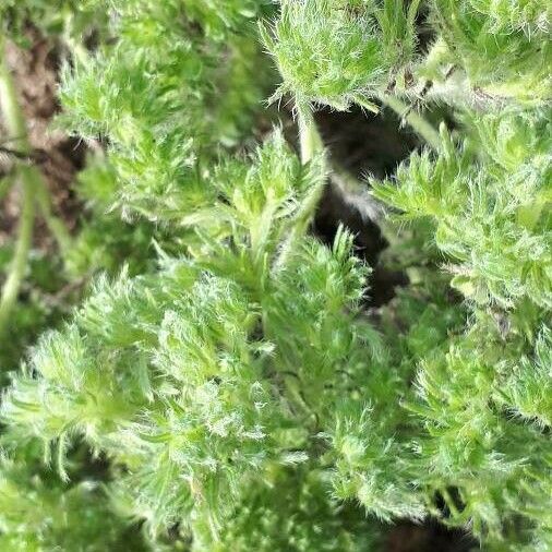 Artemisia frigida Leaf