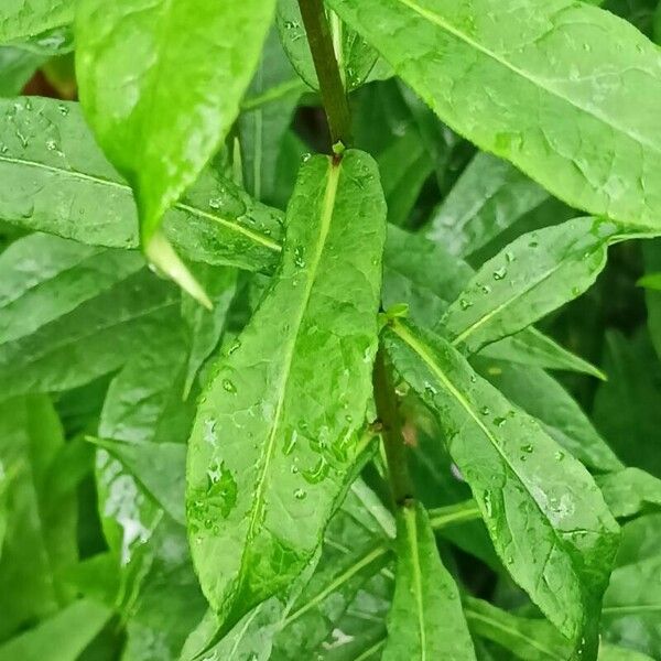 Phlox maculata Blad
