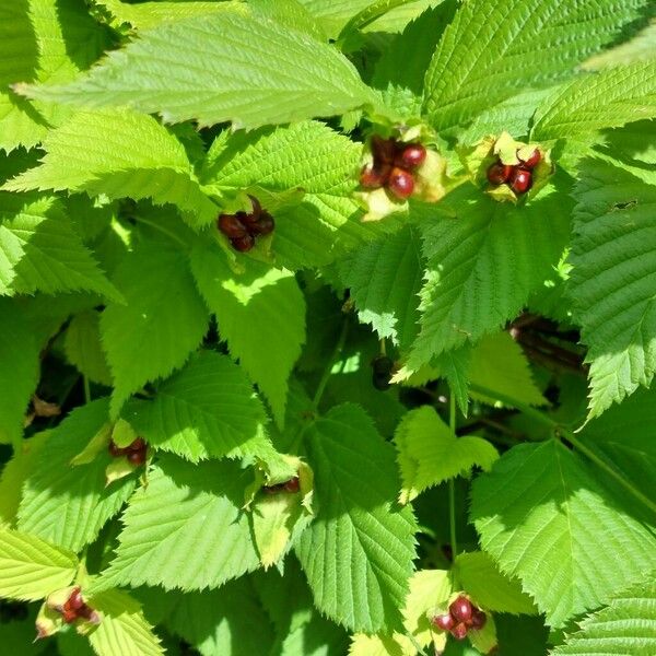 Rhodotypos scandens Frukto