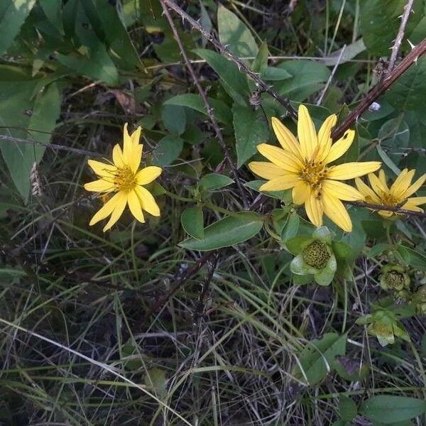 Silphium asteriscus Flower